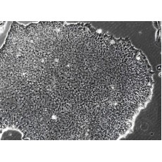 Human iPS Cell Line (Normal)